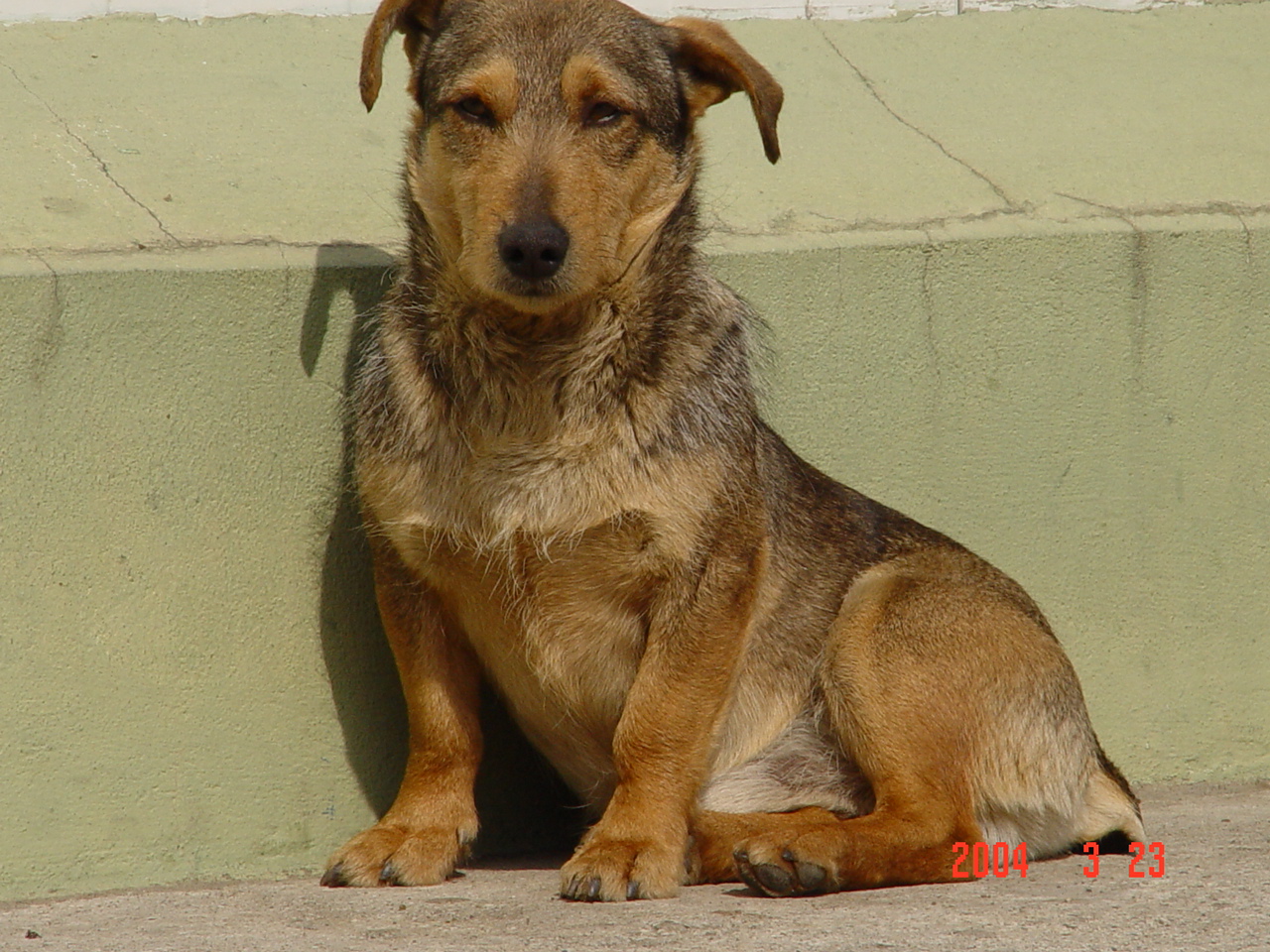 Megfigyelő IV.